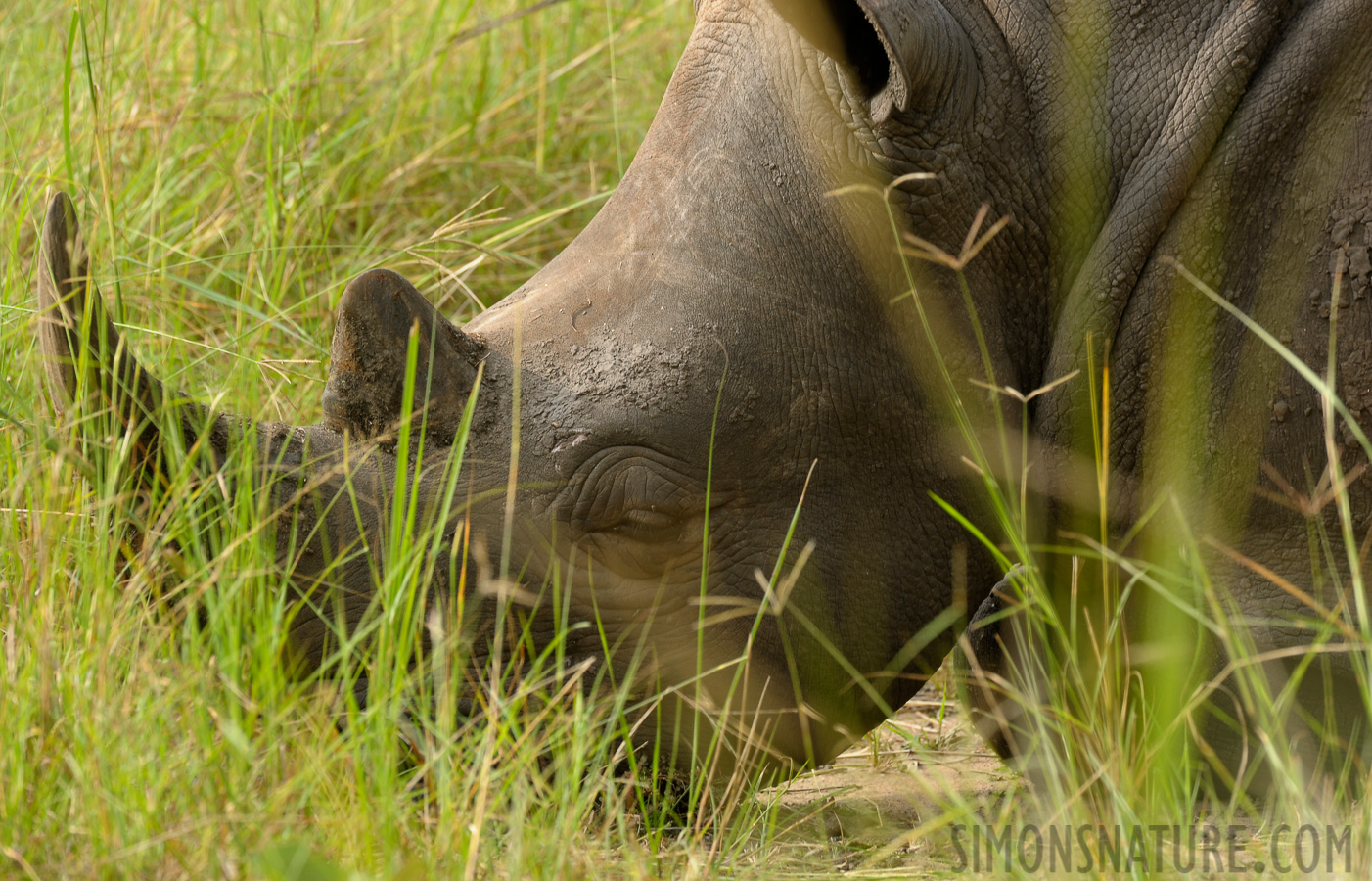 Ceratotherium simum simum [400 mm, 1/125 Sek. bei f / 9.0, ISO 400]